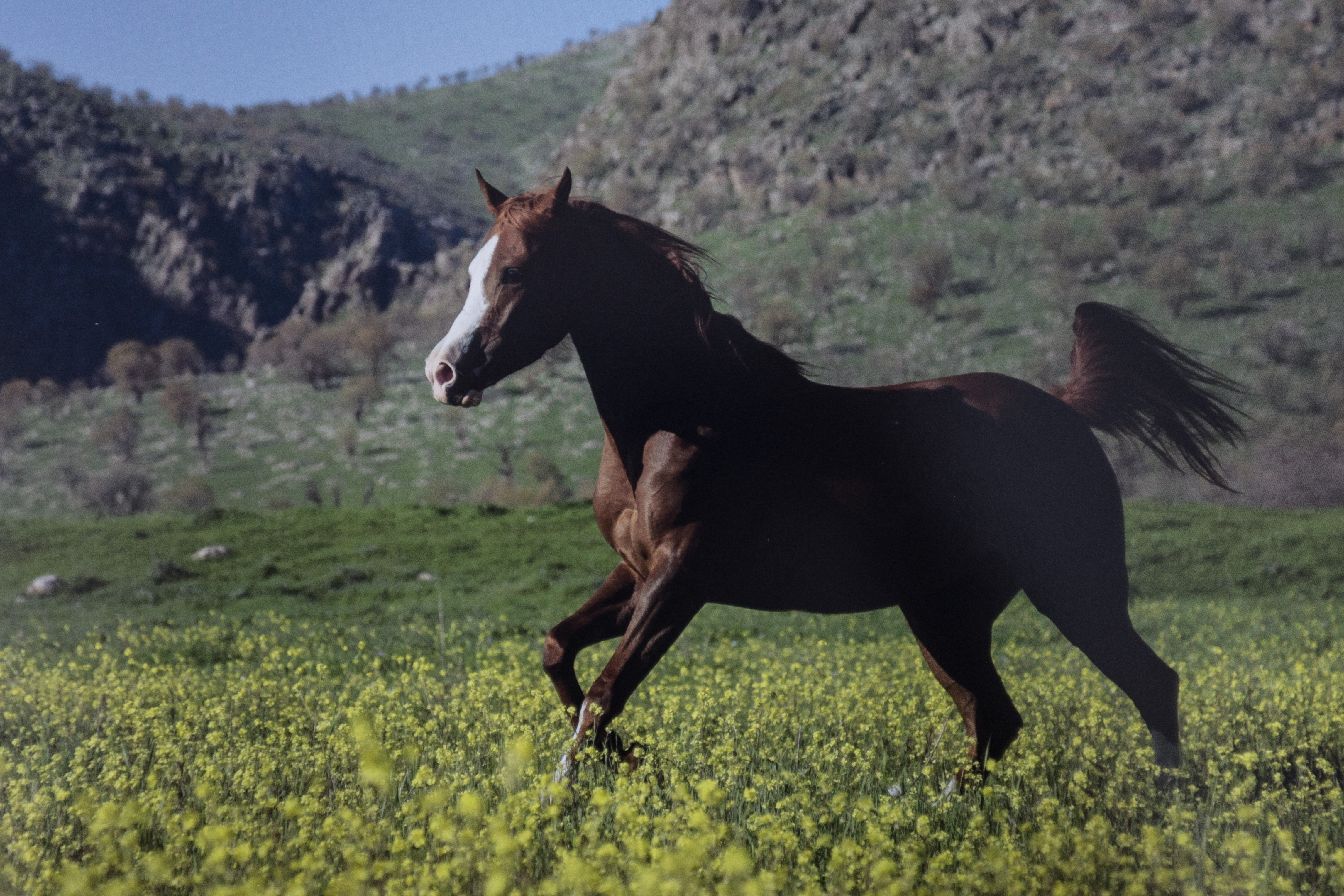 The Horses of Kurdistan recounts history through animals